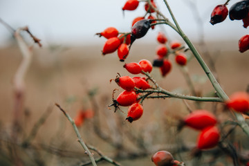 red rose hip bush on the baltic sea in germany
