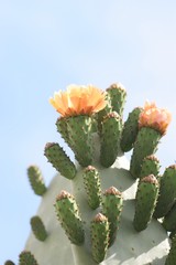 Big Orange flowering cactus background