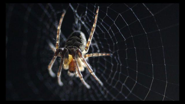 Macro shot of a spider waiting for prey in its spider web. Shallow DOF.