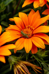 A grasshopper over orange marguerite daisy