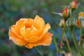Orangfarbene Rose mit schönem Bokeh