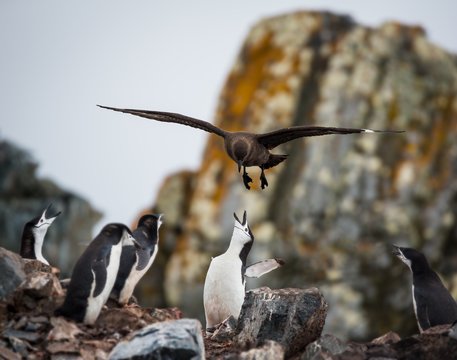 Selective focus shot of a penguin feeding her babies in Antarctica
