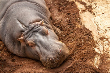 Hippo taking a nap in a reserve