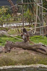 Funny little monkey over a tree