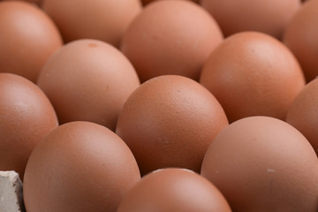 fresh organic egg in paper panel of consume industry