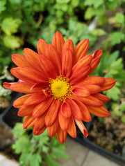 orange flower in garden. chrysanthemum