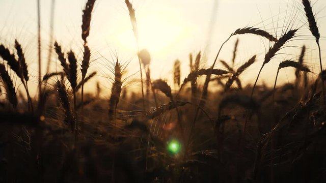 agriculture concept lifestyle a golden sunset over wheat field. wheat harvest ears slow motion video on background sky sunset