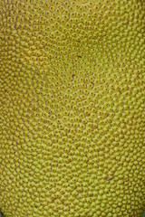 closeup rough skin peel of yellow jackfruit growing in nature