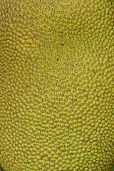 closeup rough skin peel of yellow jackfruit growing in nature
