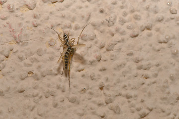 Zebraspringspinne (Salticus scenicus)  hat eine kleine Schnake erbeutet
