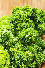 Fototapeta premium fresh parsley on wooden surface, freshly picked curly parsley from the garden on the old wooden table