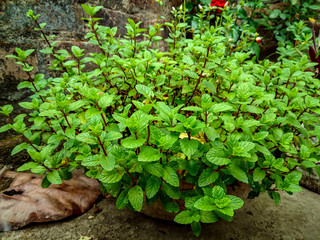 homegrown mint plant in clay pot © Subhrajit