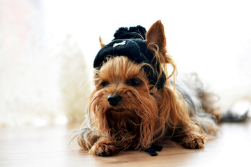 Dog puppy close-up on a postcard, Yorkshire terrier lies on a wooden floor in a black hat, portrait with place for text