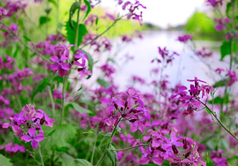 Pflanze am Flussufer