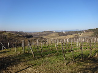 Fototapeta na wymiar Vineyards in Slovenia