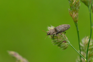 Mausgrauer Schnellkäfer an einem Halm