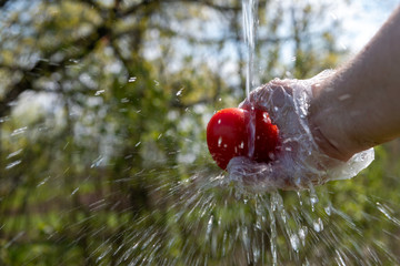 Washing tomato under flowing water outdoors.