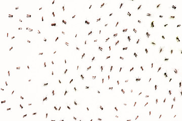 Fototapeta premium ant on white paper
