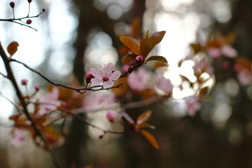 Rosafarbene Blüten