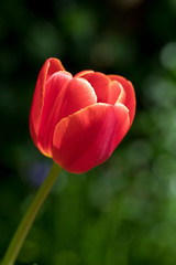 Tulip Dow Jones in flower in springtime, England, United Kingdom
