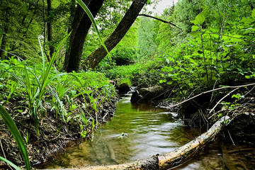 Obraz premium A small stream of the Mühlbach. A small river near Pirmasens in Germany. The picture is very colorful with lush green and brown. The foreground is an old tree trunk 