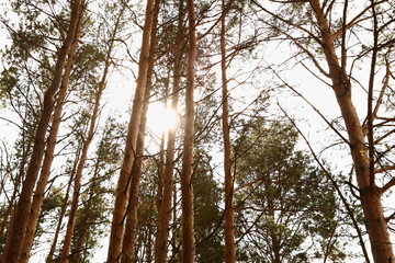 The sun shines through the tall pine trees trunks, a beautiful spring forest landscape