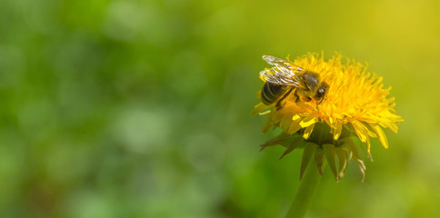 Bee full of pollen collecting nectar on a wild yellow dandelion flower, blurred green spring background, beautiful morning light