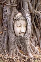 Fototapeta na wymiar Large stone Buddha head in fig tree roots - Ayutthaya City