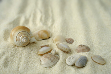 seashell on sand. free space for text