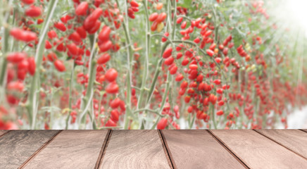 Empty wood on cherry tomatoes garden background