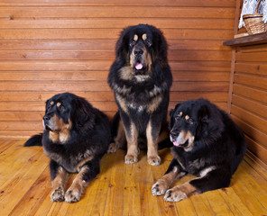 Three huge Tibetan mastiffs are sitting on wooden floor.