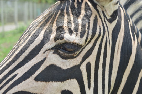 zebra and his sad look