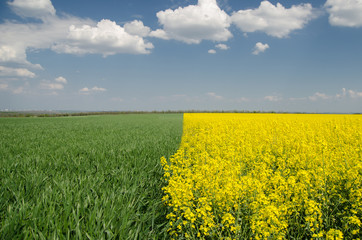 The field of rapeseed and wheat on blue sky background © Taras Garkusha