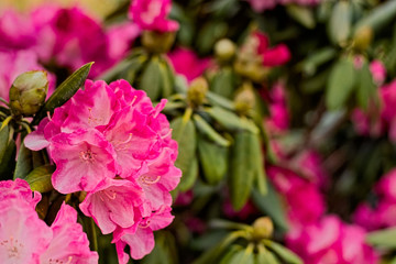 The picture was taken on a rainy day and shows a pink rhododendron in the close-up. The flowers in focus are slightly picked up from the side. There are other flowers in the background