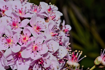 The picture was taken on a rainy day and shows a pink rhododendron in the close-up. In the foreground there is a large bunch of pink rhododendrons. The background turns into a bokeh.