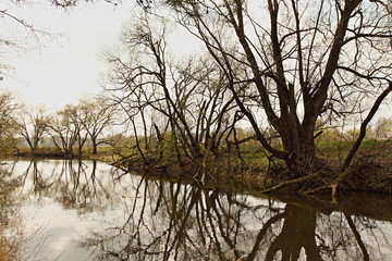Beautiful bare trees branches on shore and reflection in calm water of ittle forest river at spring day, outdoor scenery nature landscape