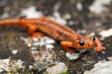 A mediterranean salamander.