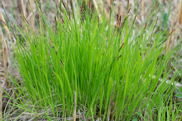 
Bright green early spring grass