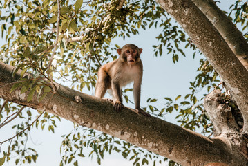 Portrait of wild monkey in Cat Ba Monkey Island near Nha Trang, in Ha Long Bay, Vietnam. 