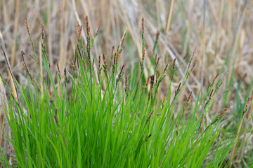 
Bright green early spring grass