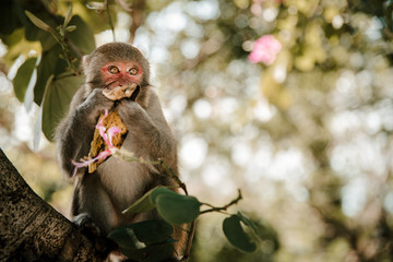 Portrait of wild monkey eating a banana in Cat Ba Monkey Island near Nha Trang, in Ha Long Bay, Vietnam. 