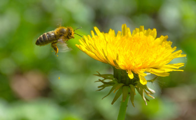 Bee full of pollen collecting nectar on a wild yellow dandelion flower, blurred green spring background