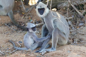 Vervet monkey mother whit his baby