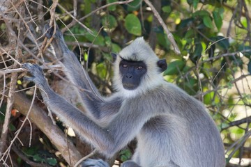 long tailed macaque