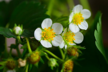 white strawberry flowers