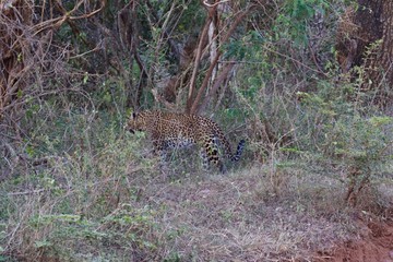 leopard walking in the bushes