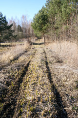 Obraz premium Tire tracks in forest road. Wetland forest.