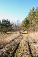 Tire tracks in forest road. Wetland forest.