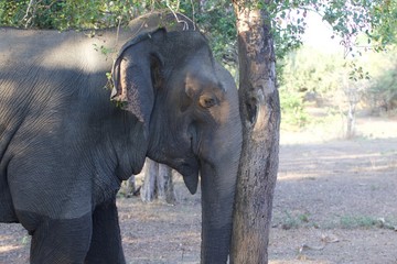 Fototapeta na wymiar elephant Scratching tree