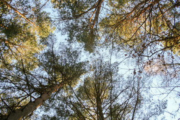 Blue sky and trees, fresh green season